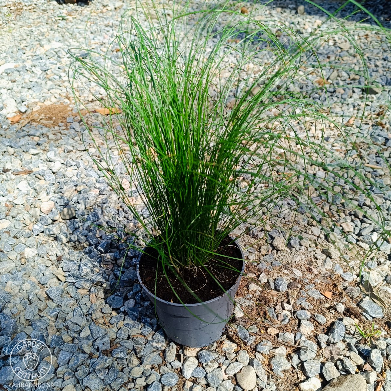 Obrázok Kavyľ (Stipa tenuissima) ´PONYTAILS´ - kont. P11